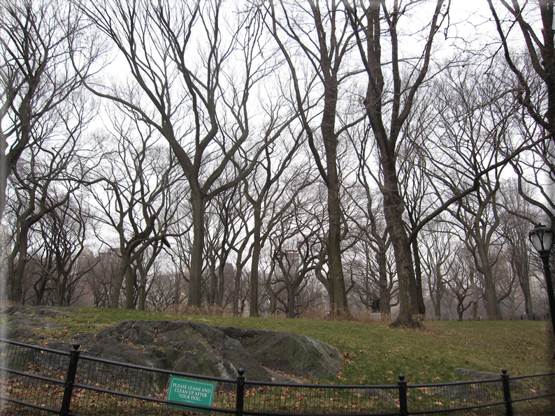 foto Central Park in Inverno